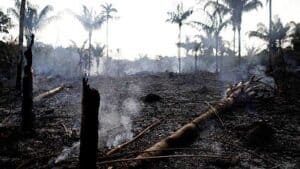 Poema: Selva se muere