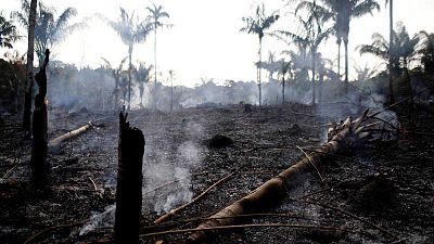 Poema: Selva se muere