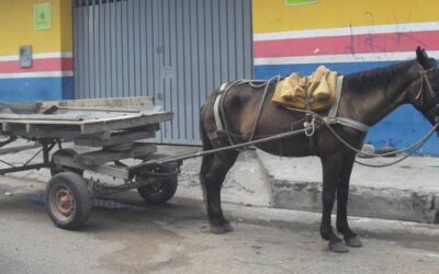 Reemplazo de vehículos de tracción animal es realidad en Turbo