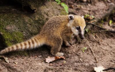 23 animales liberados son monitoreados en el Suroeste
