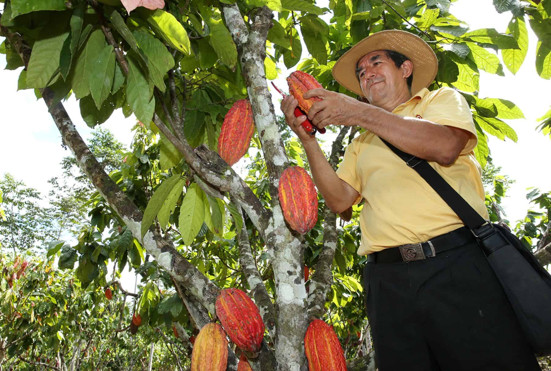 7.673 millones recibirá Antioquia para sustituir cultivos ilícitos por cacao.