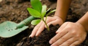 Titiribí protege el ecosistema con 2.000 árboles