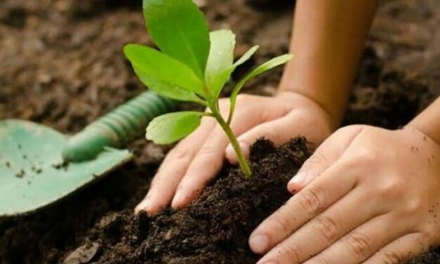 Titiribí protege el ecosistema con 2.000 árboles