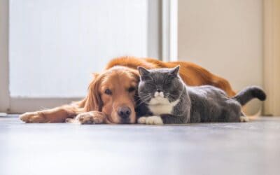 Los perros y gatos son parte activa de Apartadó