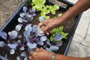 Huertas Caseras para el auto-cultivo en San Jerónimo