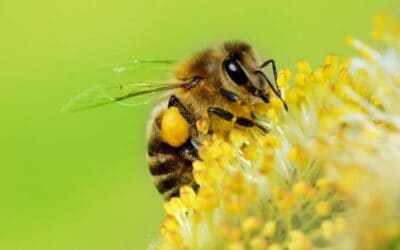 En San Rafael familias campesinas trabajan para la protección de abejas