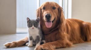 La vida digna de las mascotas es prioridad en Abriaquí