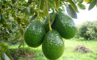 En Abejorral salió el primer contenedor de aguacates de Antioquia hacia china