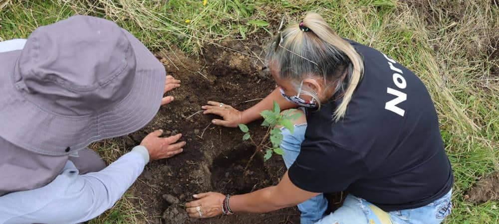 Medellín se reverdece con la siembra de 2.500 árboles