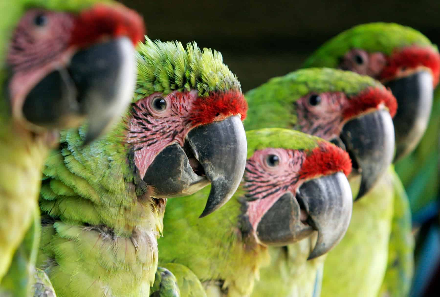Se fortalece la protección y conservación de la fauna silvestre