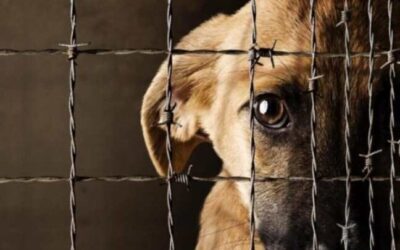 El gobierno departamental está atendiendo caso de maltrato animal en Cocorná