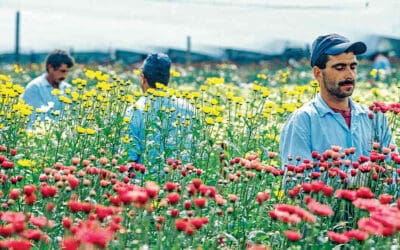 En el Oriente serán empleadas 6.227 biológicos para el sector floricultor