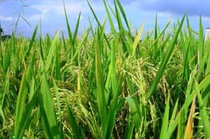 Yondó apoya el campo