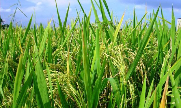 Yondó apoya el campo