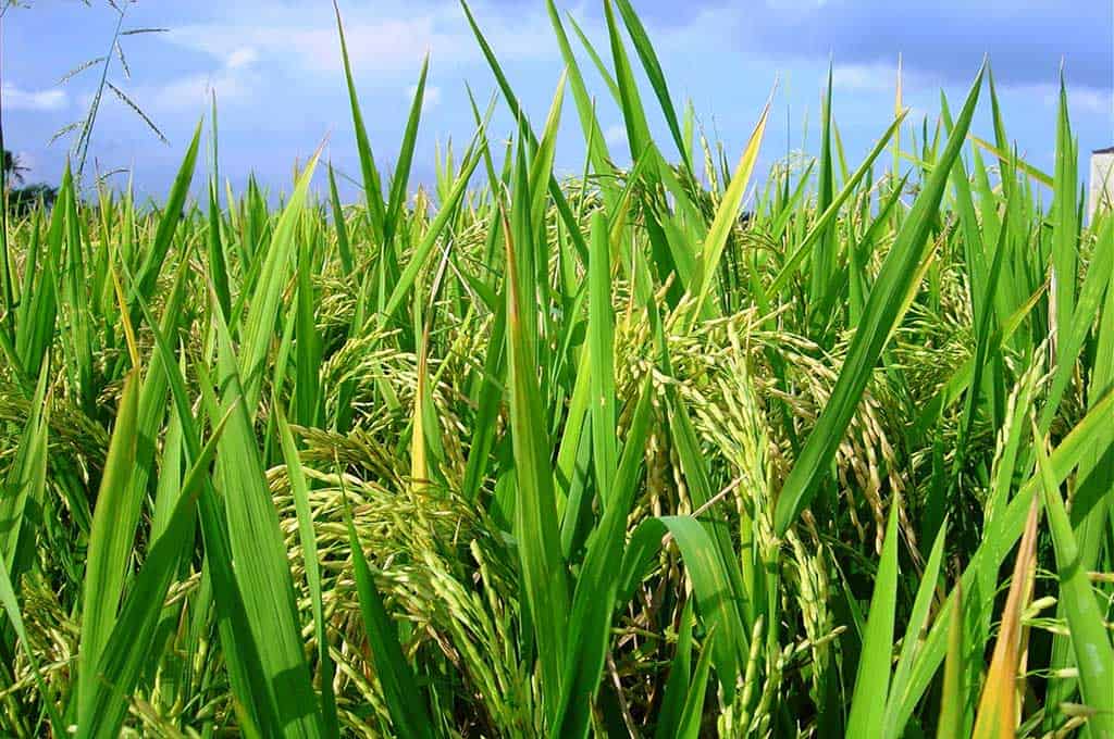 Yondó apoya el campo