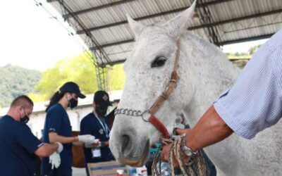 “Adopta un caballo, transforma una vida” el nuevo proyecto de El Santuario