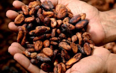 “La Ruta del Cacao” el turismo sostenible que se podrá recorrer en el Oriente