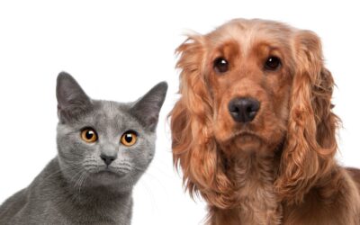 Nuevo WhatsApp Center para adoptar animales en Medellín