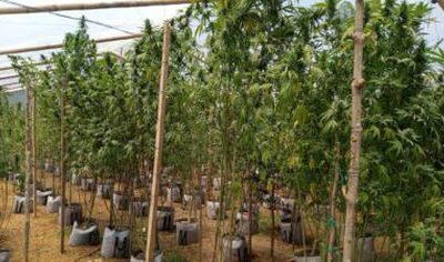 En Sonsón destruyen laboratorio para el cultivo y procesamiento de marihuana