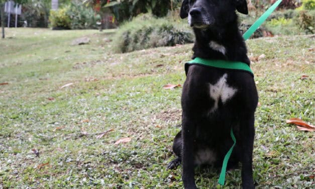 Ilumina la vida de un animal: ¡Adopta!