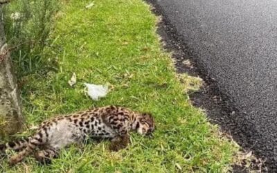 Reporte del tigrillo encontrado en la vía Las Palmas