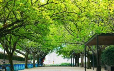 Más de 3.300 árboles han sido sembrados en Medellín