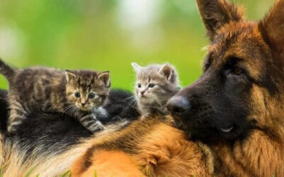 100 mil animales esterilizados en el Valle de Aburrá