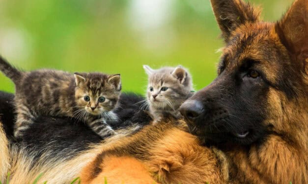 100 mil animales esterilizados en el Valle de Aburrá