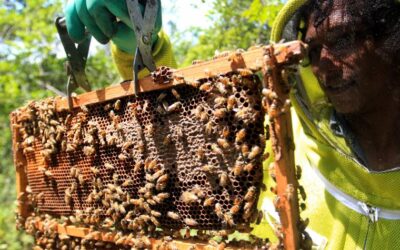 La miel: Un importante producto del Bajo Cauca