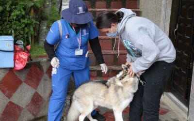 Más de 210.000 perros y gatos serán vacunados contra la rabia este año en Medellín con lo que se superará la cifra de 2021