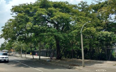Medellín es referente internacional por protección y conservación de árboles patrimoniales, según la plataforma internacional The Nature of Cities