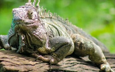Durante Semana Santa, las autoridades intensificarán operativos de control de tráfico de fauna y flora
