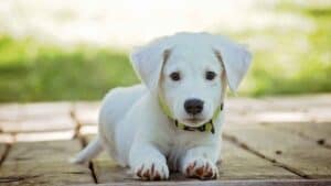 En Olaya, los derechos de los animales serán prioridad