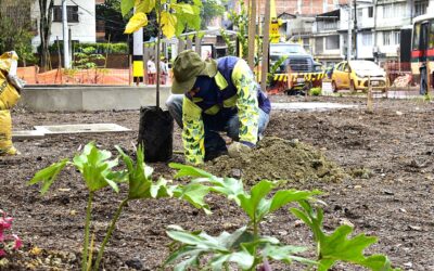 Con la siembra de más de 146 árboles avanza la compensación ambiental en el intercambio de Colombia con la 80