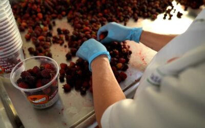 En La Ceja entregan insumos a 56 familias productoras de mora