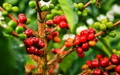 40 productores de café de Marinilla recibieron incentivos para mejorar sus ciclos productivos