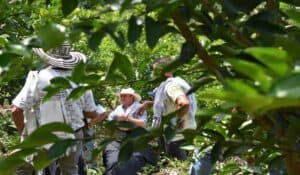 Siembra de limón Tahití, un proyecto de bandera agrícola exportable