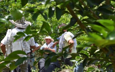 Siembra de limón Tahití, un proyecto de bandera agrícola exportable
