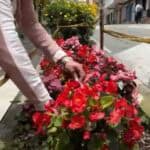 La Estrella Florece celebra su segunda edición