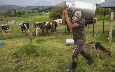Por afectaciones en la vía botarán 80.000 litros de leche en Belmira