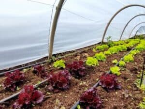 Micro invernaderos en Sonsón para proteger el medio ambiente