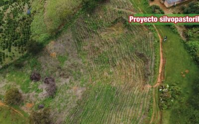 En Guadalupe se está desarrollando un proyecto Silvopastoril