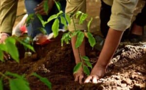 Recuperación de bosques nativos en el municipio de Sonsón