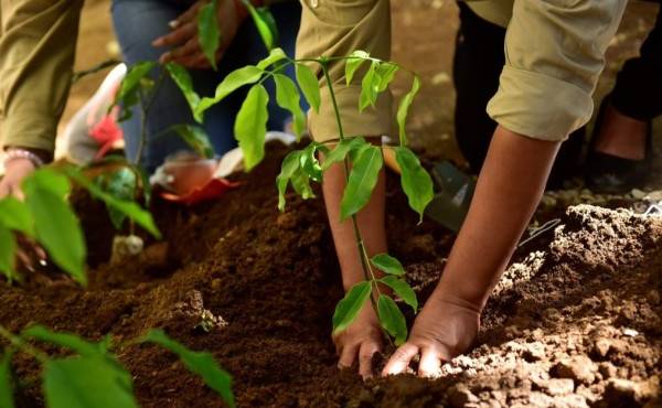 Recuperación de bosques nativos en el municipio de Sonsón