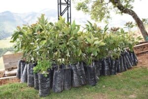 8.000 árboles de aguacate Hass prometen aumentar el desarrollo agrícola en Sonsón