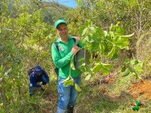 10.000 árboles serán sembrados en Amalfi como medida de conservación ambiental