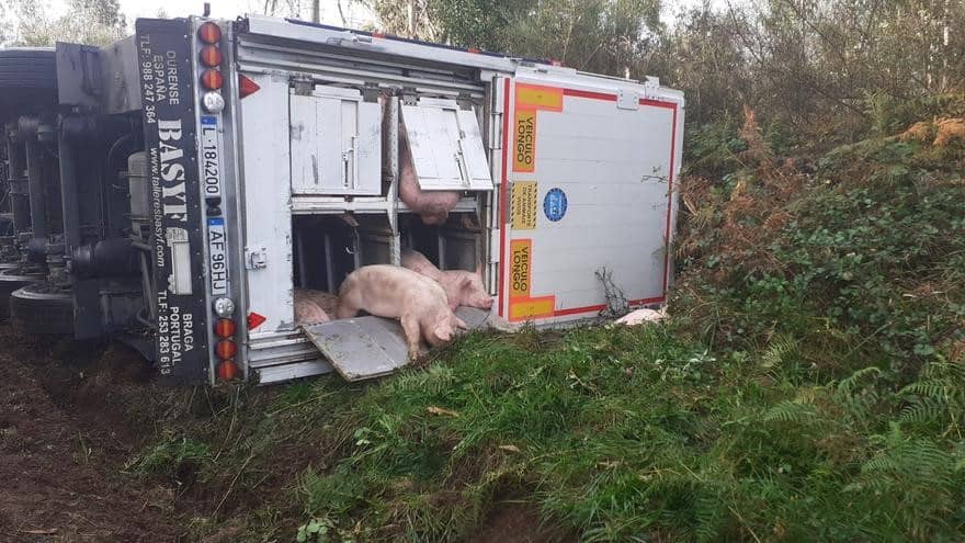 Accidente de camión cargado de cerdos en Heliconia