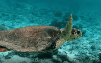 Autoridades del Urabá piden no comer huevos de tortugas y cangrejos azules