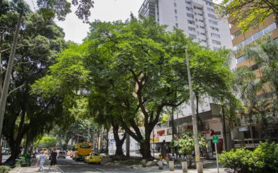 Por primera vez, Medellín fue certificada como una de las ciudades arboladas del mundo