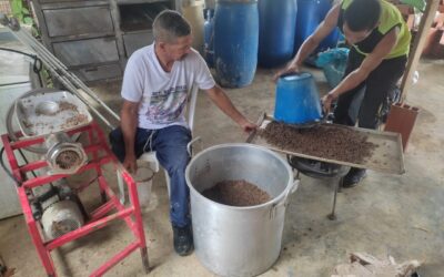 Firmantes de paz convierten vísceras de tilapia en insumo de alimentos para animales